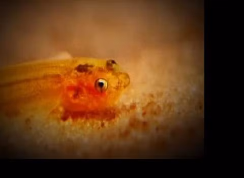 Cá hút máu. Bên cạnh đó, loài cá candiru cũng là một trong những hung thần của con người. Chúng sống ở các dòng sông ở Amazon.Loài này theo nước tiểu vào đường niệu đạo của con người, hút máu chúng ta.