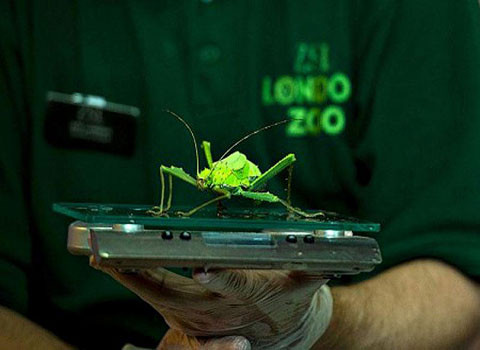 Các loài côn trùng cần một loại cân đặc biệt.