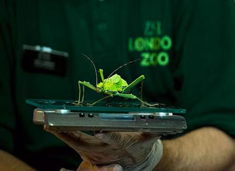 Các loài côn trùng cần một loại cân đặc biệt.