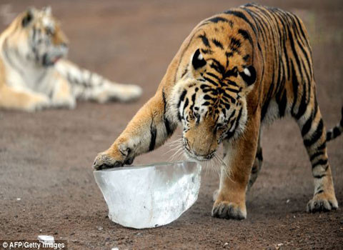 Đây cũng là loài hổ duy nhất dành chủ yếu thời gian sống trên tuyết. Dù có lớp lông phủ màu vàng với những vằn đen, nhưng ta vẫn khó nhìn thấy chúng trên nền tuyết trắng.