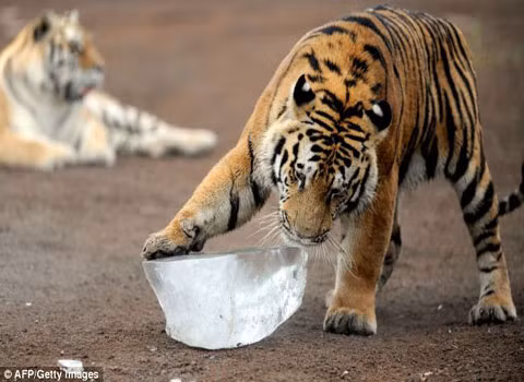 Đây cũng là loài hổ duy nhất dành chủ yếu thời gian sống trên tuyết. Dù có lớp lông phủ màu vàng với những vằn đen, nhưng ta vẫn khó nhìn thấy chúng trên nền tuyết trắng.