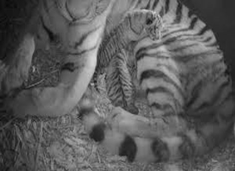 Hình ảnh đáng yêu của 2 chú hổ con mới sinh.