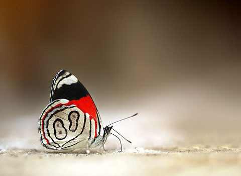 Đôi khi nó cũng là những hạt có màu, nhưng trong trường hợp thông thường thì bề mặt tạo ra các vảy này có thể khúc xạ ánh sáng, do đó cánh bướm có màu liên tục thay đổi, lấp lánh khi di chuyển.