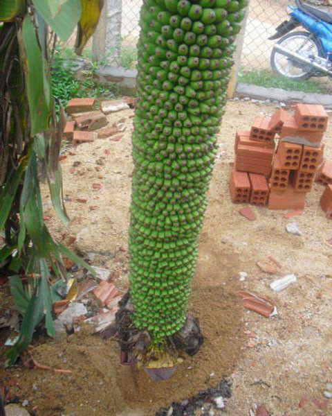 Ông Điệp, ở thôn Bình Chương Nam, xã Hoài Đức, cho biết cây chuối trổ buồng “khủng” thuộc giống chuối Dạ hương.