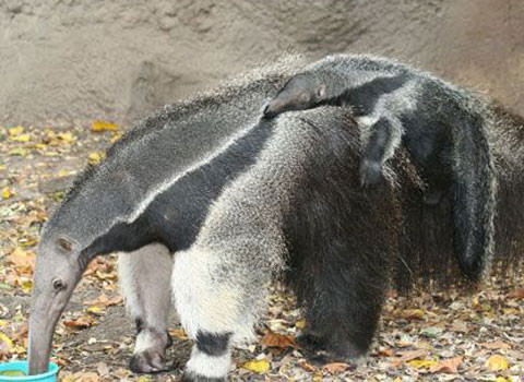 Nó đã bị tuyệt diệt ở một số khu vực trước đây từng sinh sống.