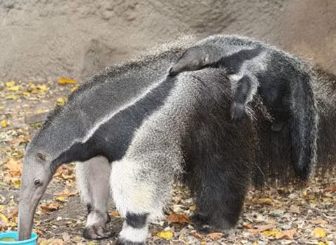 Nó đã bị tuyệt diệt ở một số khu vực trước đây từng sinh sống.