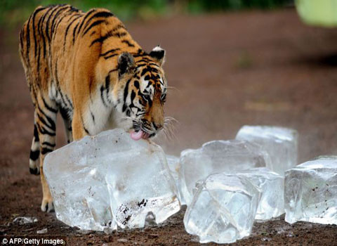 Nhiệt độ lúc này tại Trung Quốc đã vượt ngưỡng 35 độ C so với mức trung bình là 25,3 độ C tại 8 tỉnh và thành từ ngày 1/7, và là một trong những thời gian nóng kỷ lục từ năm 1961 tại Trung Quốc. Trước kia, hổ Siberi đã từng sống rải khắp ở bắc Á, tuy nhiên, hiện giờ, chúng chỉ còn sống trong một khu vực khá nhỏ ở vùng viễn Đông của Nga.