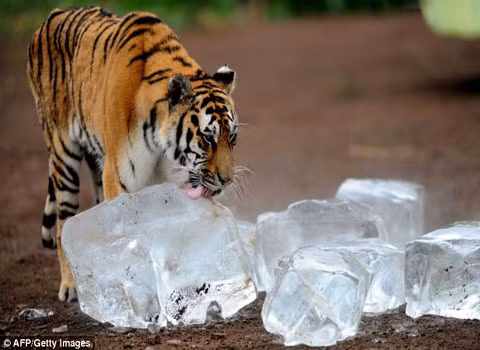 Nhiệt độ lúc này tại Trung Quốc đã vượt ngưỡng 35 độ C so với mức trung bình là 25,3 độ C tại 8 tỉnh và thành từ ngày 1/7, và là một trong những thời gian nóng kỷ lục từ năm 1961 tại Trung Quốc. Trước kia, hổ Siberi đã từng sống rải khắp ở bắc Á, tuy nhiên, hiện giờ, chúng chỉ còn sống trong một khu vực khá nhỏ ở vùng viễn Đông của Nga.