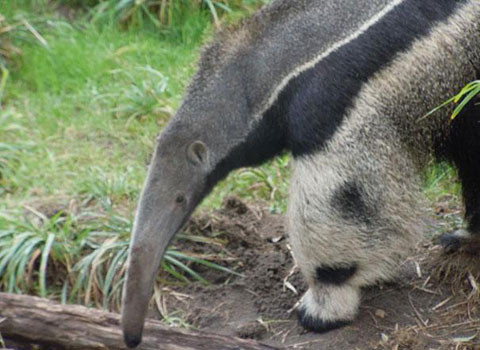 Đôi chân trước của nó màu trắng, có những đốm đen, khiến nhiều người tưởng tượng ra khuôn mặt của loài gấu trúc nổi tiếng của Trung Quốc.