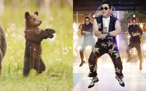 Những động tác của chú khiến mọi người liên tưởng tới điệu nhảy Gangnam của ca sỹ Psy. Clip có điệu nhảy này đã đạt kỷ lục 1 tỉ người xem trên Youtube.