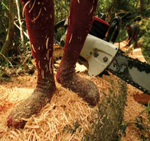  Smartphone cứu nguy rừng nhiệt đới. Một tổ chức phi lợi nhuận có tên Vòng nối rừng nhiệt đới đã quyết định dùng những chiếc điện thoại Android được quyên góp để theo dõi những kẻ phá rừng. Những điện thoại này có thể tự nạp điện bằng năng lượng mặt trời, được thiết kế đặc biệt. Loa của điện thoại hoạt động suốt ngày đêm và phần mềm trong điện thoại sẽ phát ra tín hiệu cảnh báo khi nghe tiếng cưa.