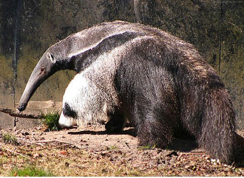 Mặc dù thú ăn kiến ​​khổng lồ sống trong phạm vi lãnh địa chồng chéo, chúng chủ yếu là đơn độc .