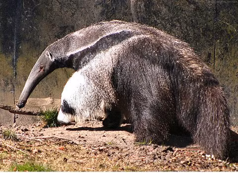 Mặc dù thú ăn kiến ​​khổng lồ sống trong phạm vi lãnh địa chồng chéo, chúng chủ yếu là đơn độc .