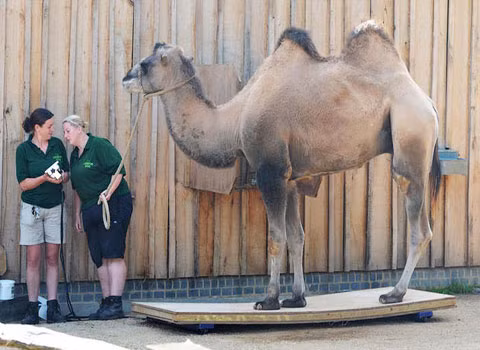 Với những anh bạn to lớn như thế này thì chúng ta cần một loại cân khác.