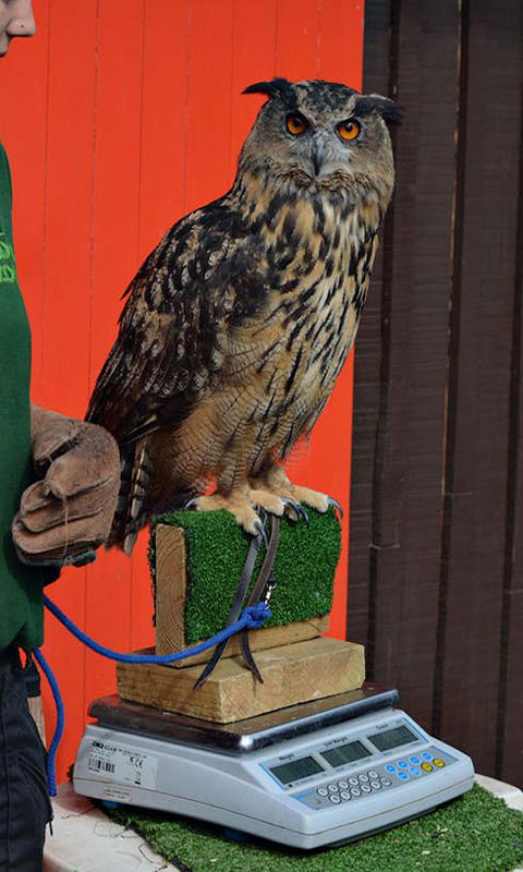 Chú cú này cần phải có thêm một tấm gỗ làm "mồi nhử" cho nó đậu vào để cân.