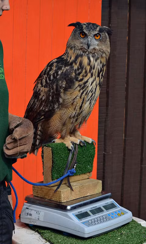 Chú cú này cần phải có thêm một tấm gỗ làm "mồi nhử" cho nó đậu vào để cân.