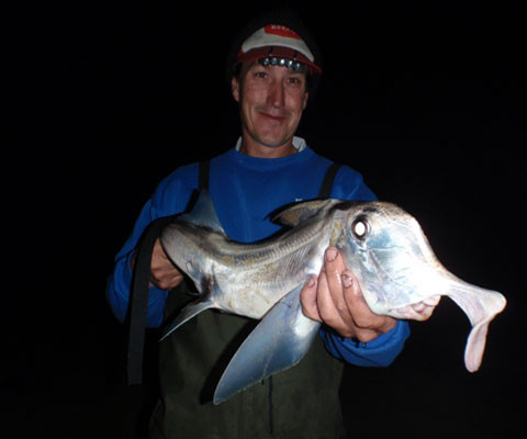 Loài này cũng có thể nhìn thấy màu như con người.