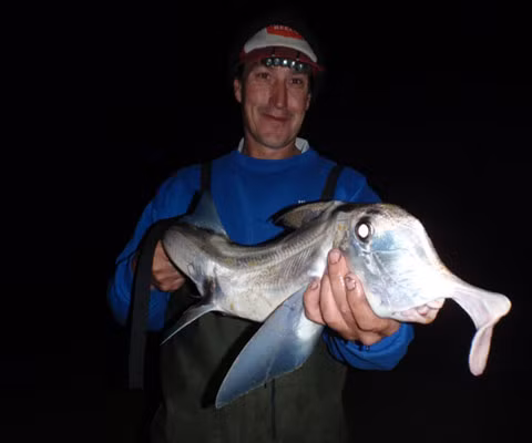 Loài này cũng có thể nhìn thấy màu như con người.