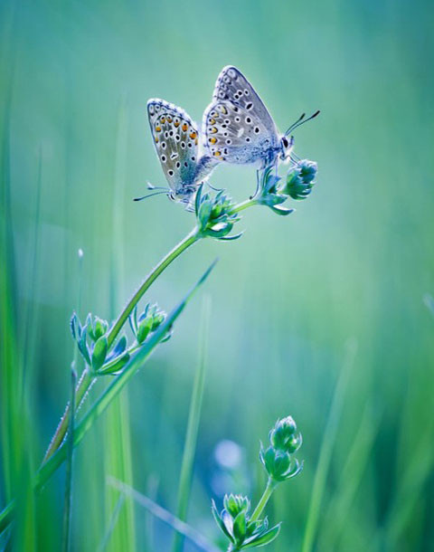 Sau khi giao phối xong, những con cái sẽ tự tìm cây mà có thể làm thực phẩm cho con cái chúng sau này. Bướm chết sau đó ít lâu trước khi đến ngày trứng nở