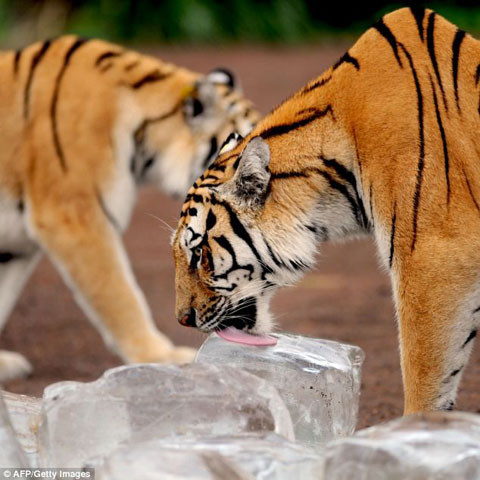 Do đang đứng trước nguy cơ tuyệt chủng cao, loài này đang được bảo vệ nghiêm ngặt trong các công viên, như công viên Guaipo này. Hổ Siberia là loài hổ lớn. Nó thường ăn hươu, lợn lòi, và gấu.