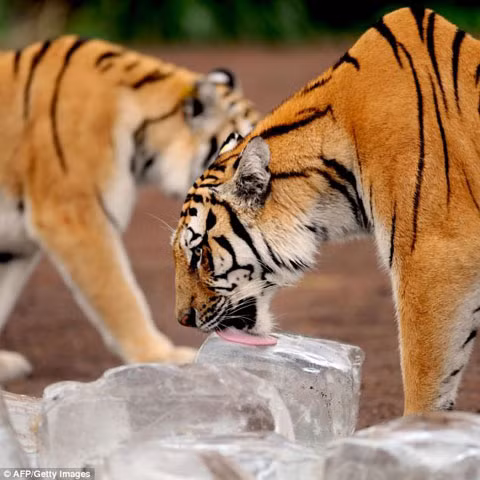 Do đang đứng trước nguy cơ tuyệt chủng cao, loài này đang được bảo vệ nghiêm ngặt trong các công viên, như công viên Guaipo này. Hổ Siberia là loài hổ lớn. Nó thường ăn hươu, lợn lòi, và gấu.