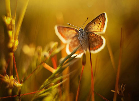 Những bông hoa có màu sặc sỡ thường thu hút bướm hơn. Bướm dùng vòi ống dài của mình để hút sạch mật hoa bên trong đài hoa. Có một số loài bướm lại không bị thu hút bởi những bông hoa đẹp, thay vào là xác chết hoặc chất thải động vật, nó hút chất lỏng bên trong những thứ đó.