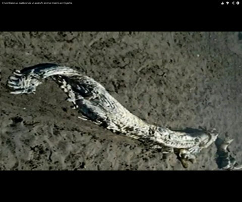 "Quái vật" biển thực ra là một con cá mập