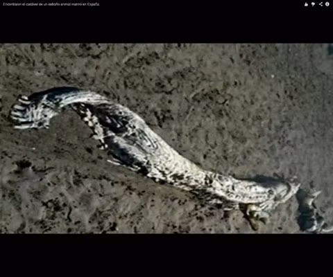 "Quái vật" biển thực ra là một con cá mập