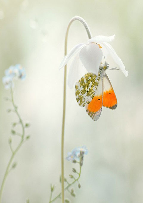 Tuy vậy, nhiều loài bướm có thể bay rất nhanh và mạnh. Thậm chí có các loài nhỏ nhưng cũng có thể bay xa khi di trú. Ví dụ như bướm Comma có thể bay từ giữa sa mạc Sahara đến Anh, với khoảng cách 2000 dặm trong vòng 14 ngày. Bướm vua di trú hàng năm từ California đến Canada và vô tình bay qua cả Đại Tây Dương.
