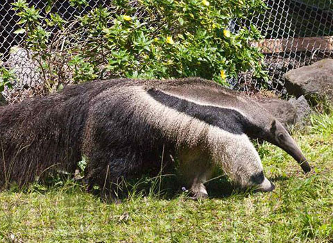Thú ăn kiến ​​có thể được tìm thấy nhiều trong môi trường sống đồng cỏ và rừng nhiệt đới. Nó kiếm ăn trong khu vực mở và dựa trong nhiều môi trường sống rừng.