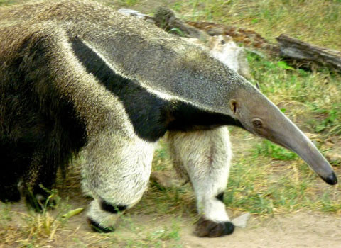 Thú ăn kiến ​​khổng lồ được Liên minh Quốc tế Bảo tồn Thiên nhiên (IUCN) coi là dễ bị tổn thương .