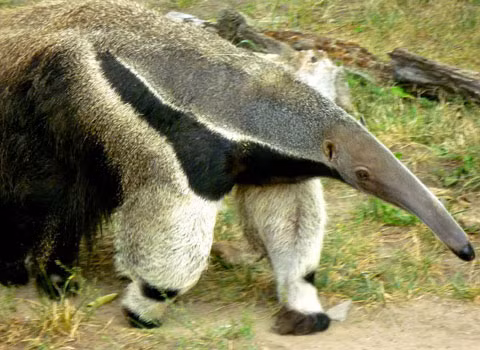 Thú ăn kiến ​​khổng lồ được Liên minh Quốc tế Bảo tồn Thiên nhiên (IUCN) coi là dễ bị tổn thương .