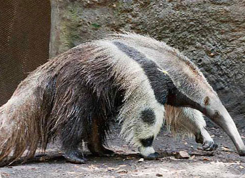 Thú ăn kiến ​​khổng lồ có thân dài 182–217 cm và cân nặng 33–41 kg đối với con đực và 27–39 kg đối với con cái. Nó có mõm thon dài, đuôi rậm, vuốt trước dài.