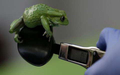 Nhưng với những chú ếch nước hiếu động này thì lại cần một loại cân khác.