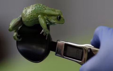 Nhưng với những chú ếch nước hiếu động này thì lại cần một loại cân khác.