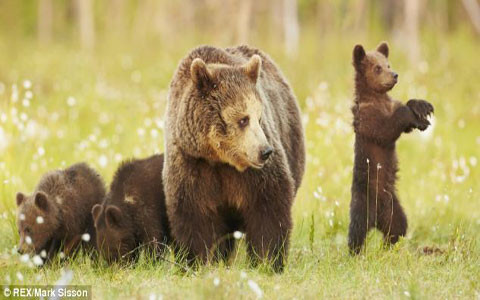 Chú ta đứng bằng hai chân, bắt chéo 2 tay trước ngực để thực hiện điệu nhảy nổi tiếng của Psy trong sự hững hờ của anh chị và sự bình thản của gấu mẹ.