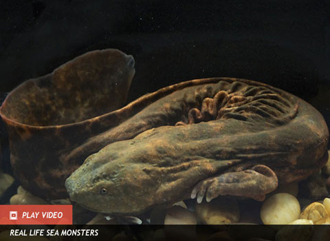 Loài bò sát có hình dạng xấu xí, nhưng chuộng sạch sẽ