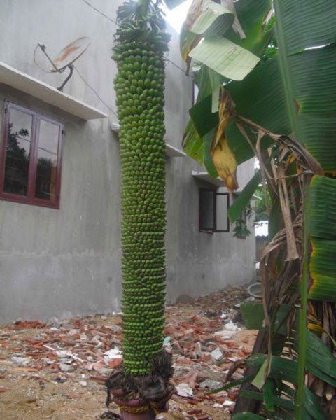 Cây chuối này hứa hẹn sẽ cho nhiều nải nữa vì vẫn còn to hoa.