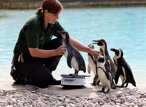 Có vẻ như đàn chim cánh cụt này rất hứng thú được đứng lên cân.