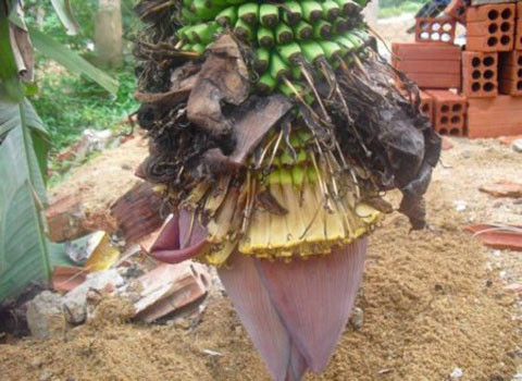 Đến đầu tháng 5, cây chuối đã bắt đầu trổ buồng và đến nay đã cho ra khoảng 180 nải.