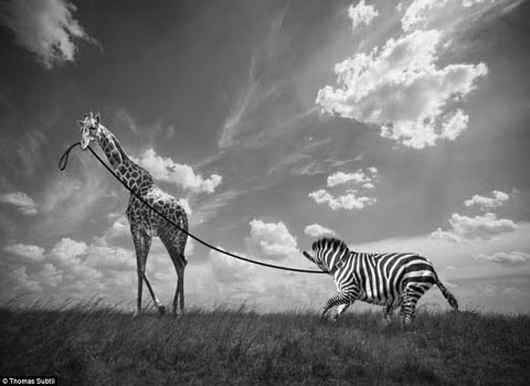 Trong khi con người vẫn chưa thành công trong việc thuần hóa một chú ngựa vằn thì dường như chú hươu cao vẫn muốn thử sức trong công việc khó khăn này.