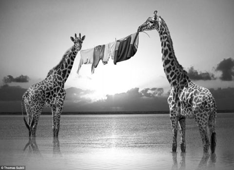 Những chú hươu cao cổ này đã chứng minh một thực tế là dù ở giữa cuộc sống hoang dã, việc giặt giũ, phơi phóng vẫn là cần thiết.