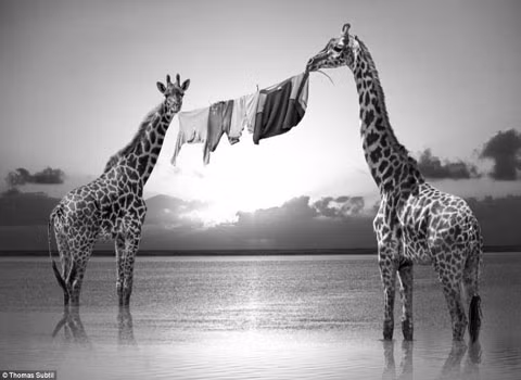 Những chú hươu cao cổ này đã chứng minh một thực tế là dù ở giữa cuộc sống hoang dã, việc giặt giũ, phơi phóng vẫn là cần thiết.