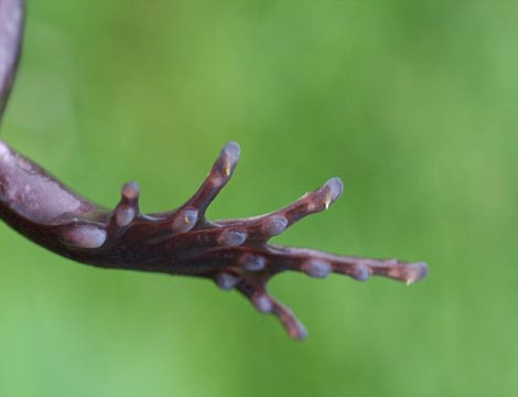 Các nhà khoa học vẫn chưa biết được cơ chế thu móng vuốt của loài này.