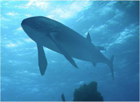 Mẫu phác họa cá Leedsichthys.