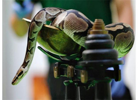 Con trăn này tỏ ra khá ngoan ngoãn khi nằm yên trên cân.