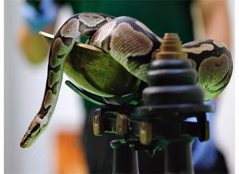 Con trăn này tỏ ra khá ngoan ngoãn khi nằm yên trên cân.