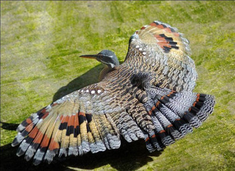 La Tanrilla.Loài chim chân dài này sống ở bờ sông từ Guatemala tới bắc Brazil. Người ta tin rằng khi dùng xương của loài chim này và thực hiện theo những quy trình nhất định, bí mật, bạn có thể có được tình yêu của ai đó.