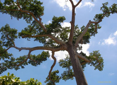 La Lupuna. Có một vài loại cây lupuna ở vùng rừng Amazon. Cây này khá đẹp, lớn và được cho là có sở hữu sức mạnh ma thuật. Nó được coi là người bảo vệ rừng và sẽ trả thù những ai “động chạm” đến nó.’