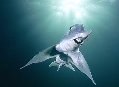 Nó có gai độc, nằm ở vây lưng.